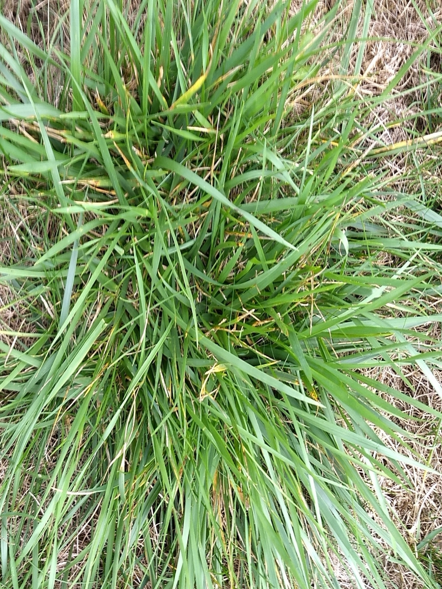 Tall fescue