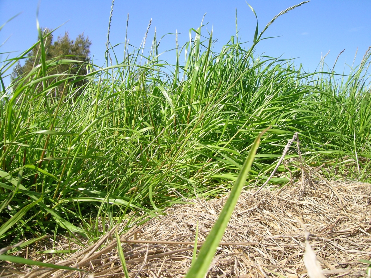 Perennial Ryegrass