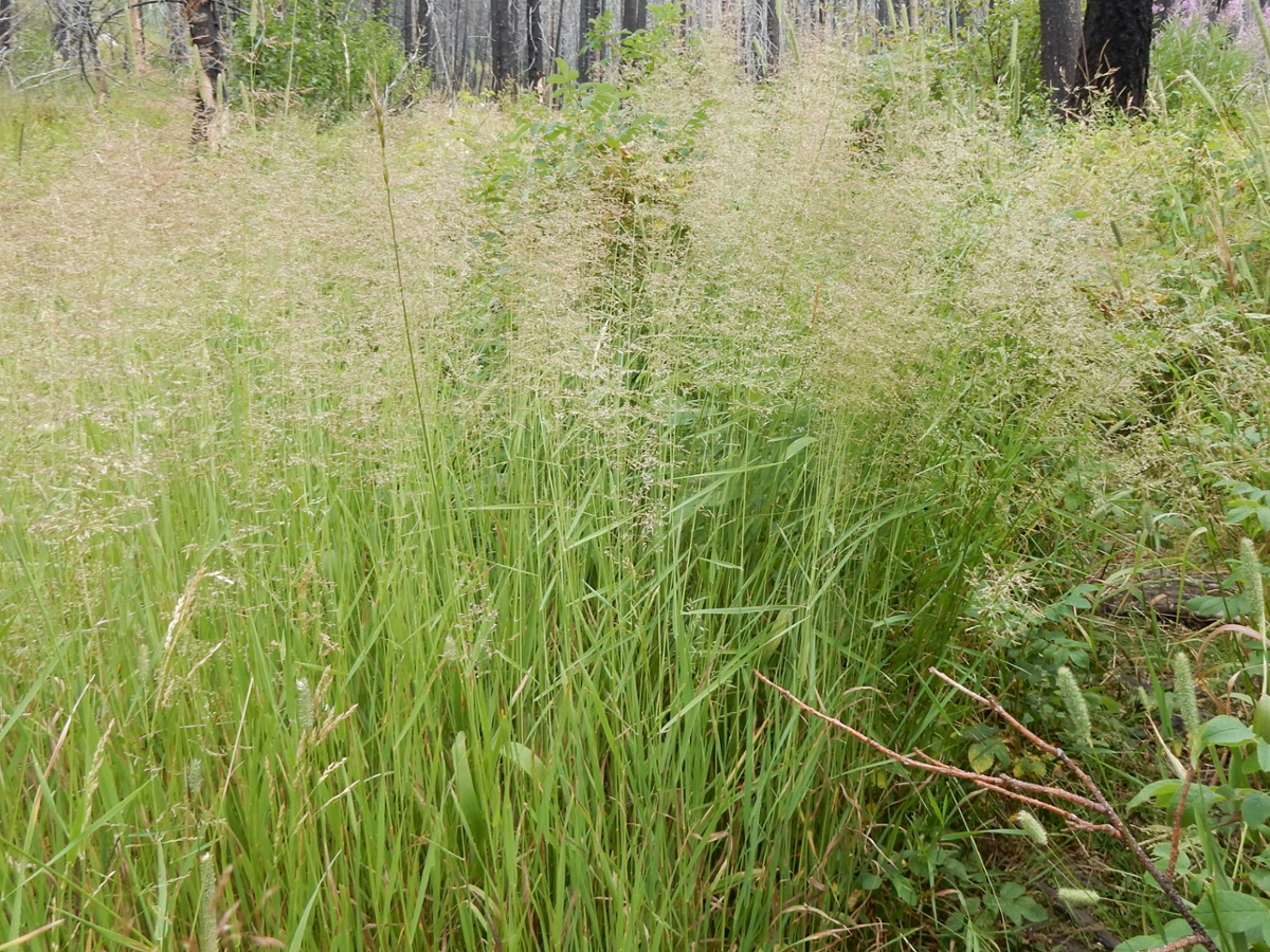 Red Fescue