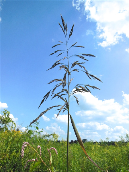 Saltmeadow Cordgrass