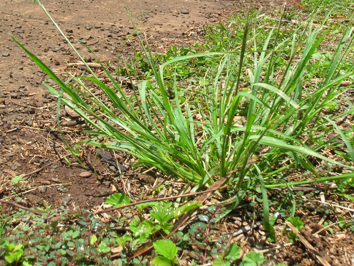 Tufted Lovegrass