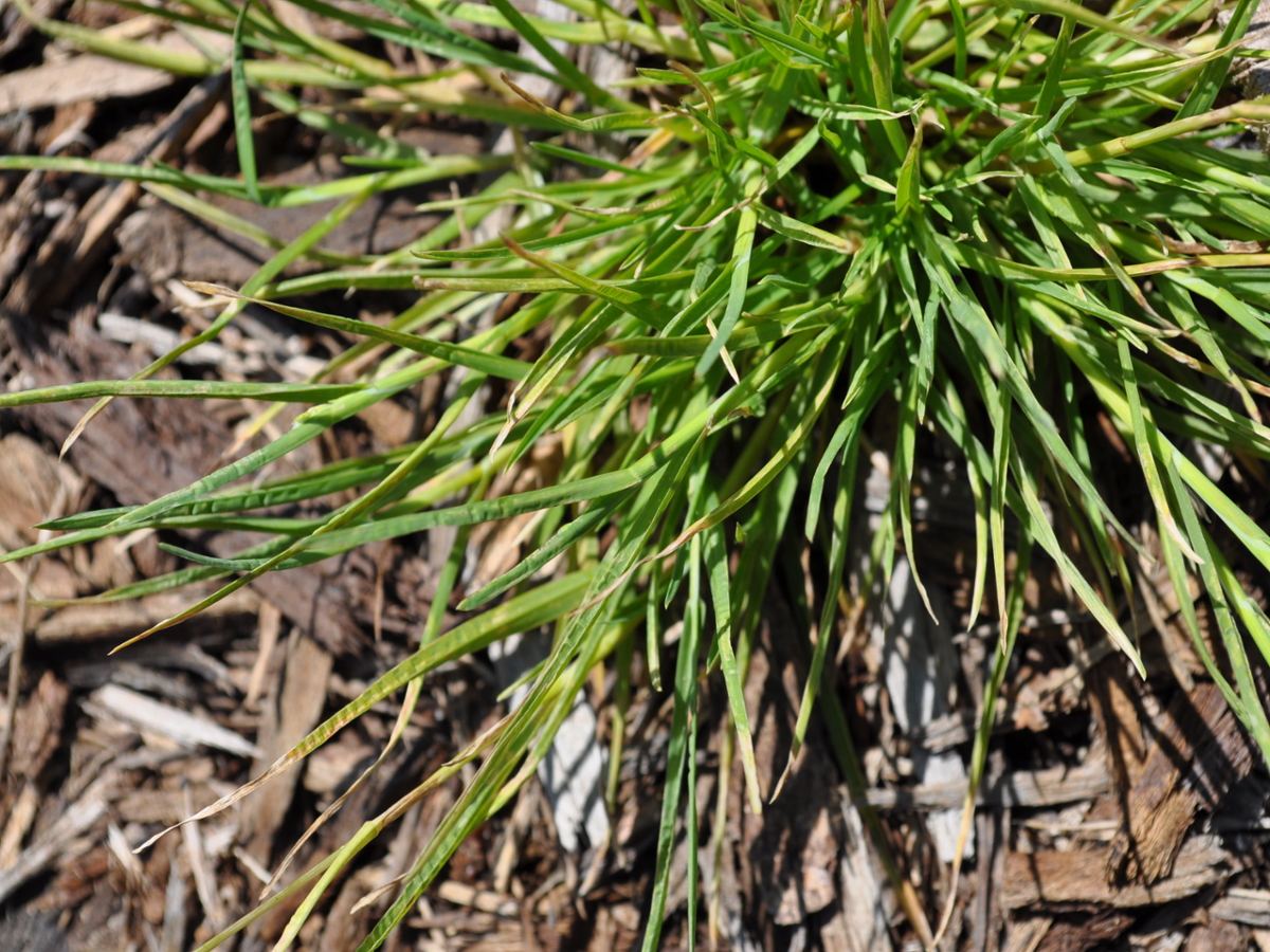 annual bluegrass leaves