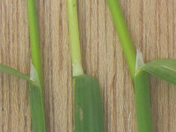 annual bluegrass ligule