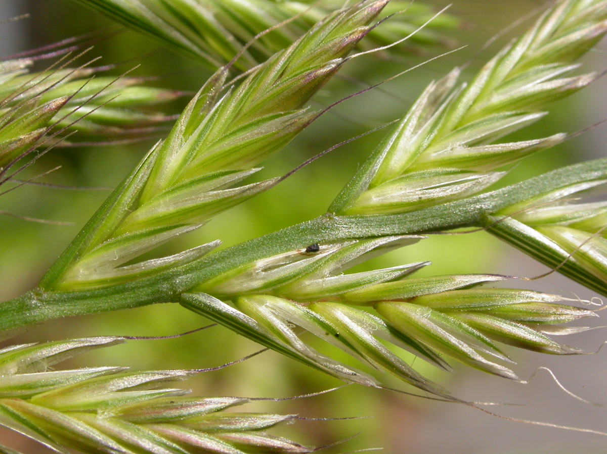 annual ryegrass flower