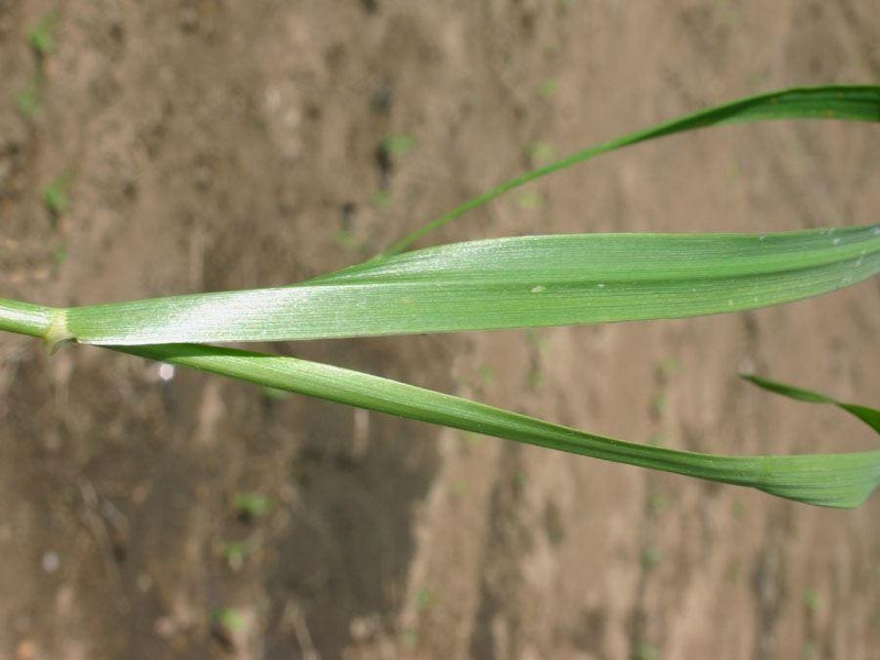 annual ryegrass leaves