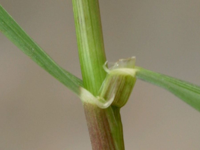 annual ryegrass ligule