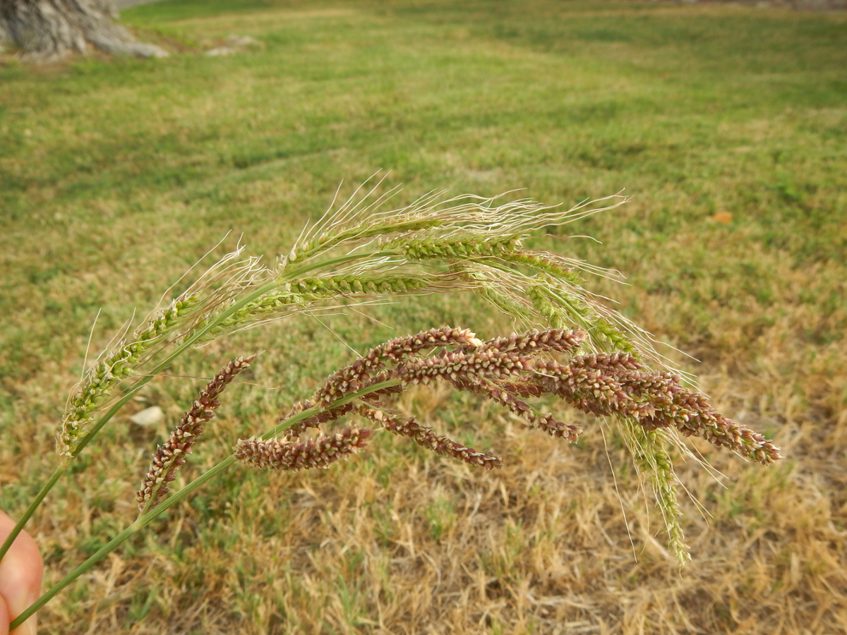 barnyardgrass flowers