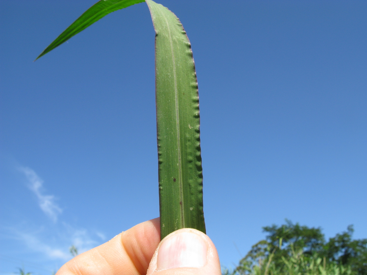 barnyardgrass leaf