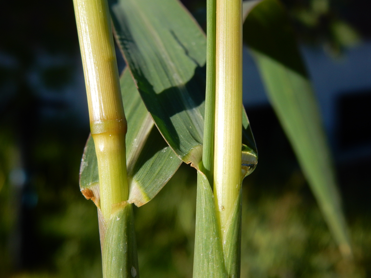 barnyardgrass sheath