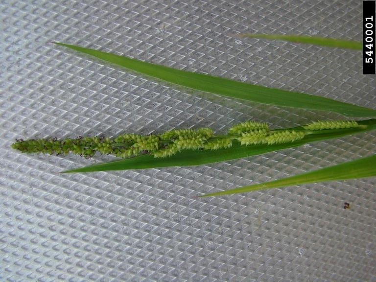 broadleaf signalgrass flower