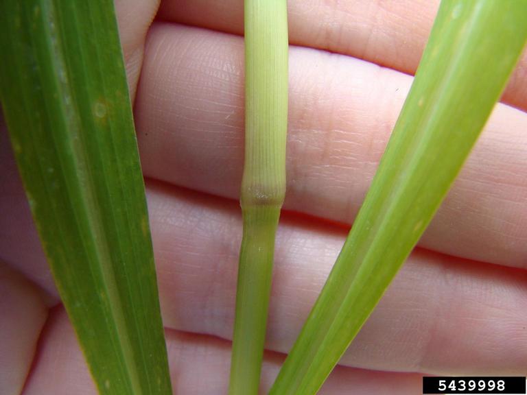 broadleaf signalgrass leaf