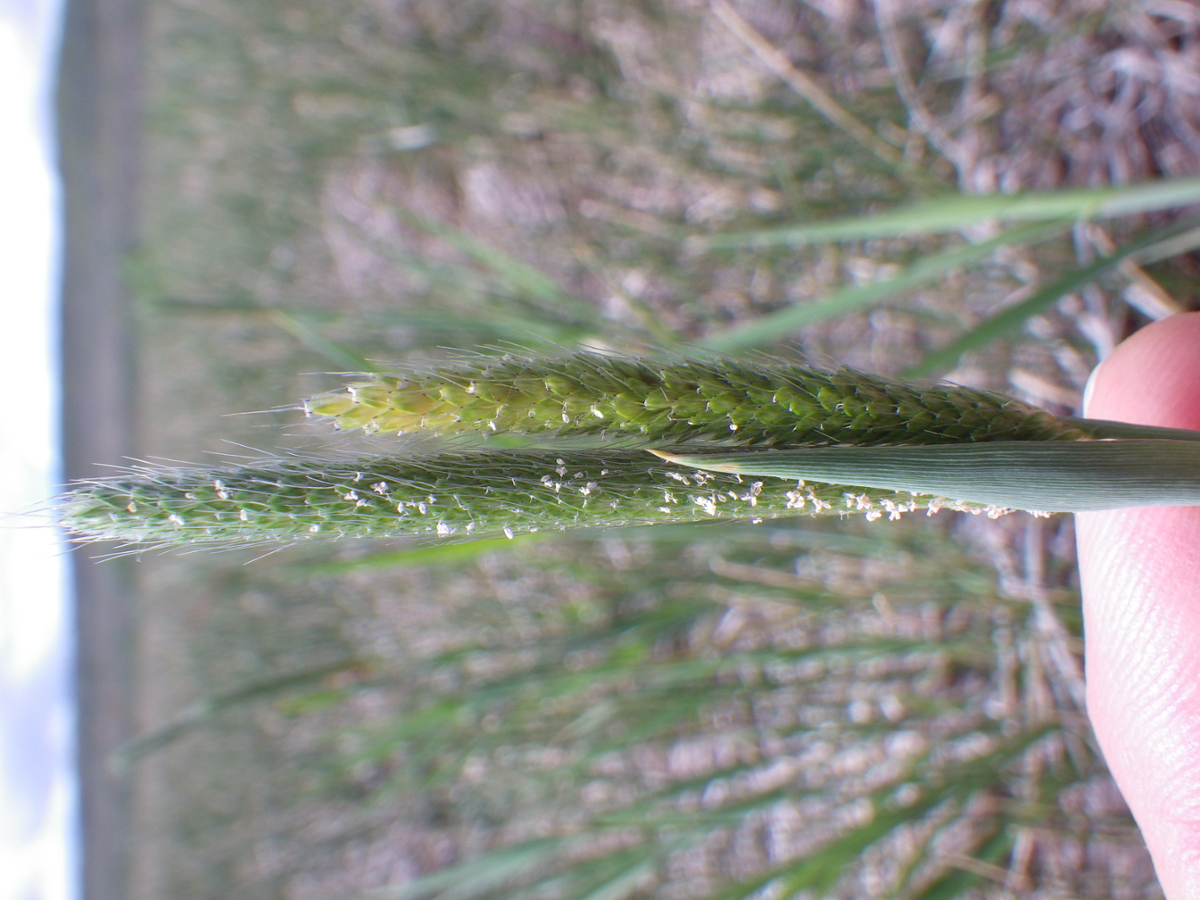 carolina foxtail flower