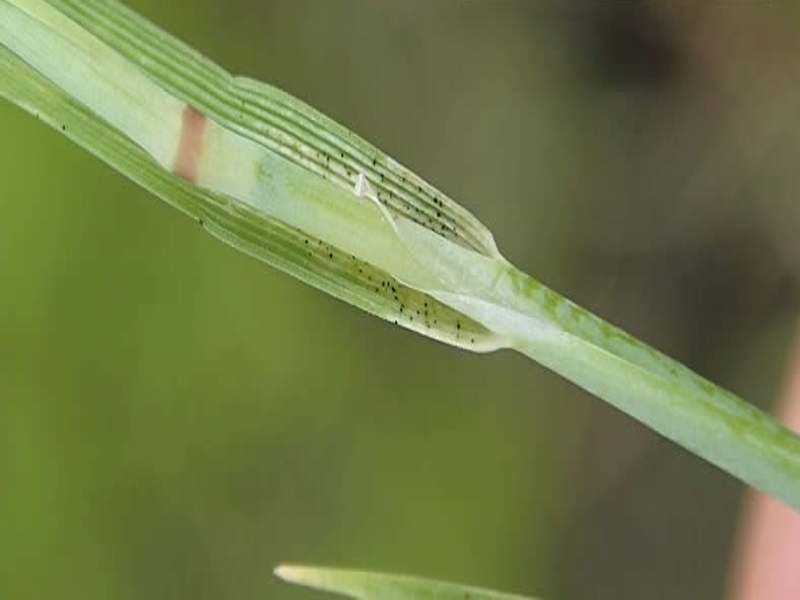 carolina foxtail leaf