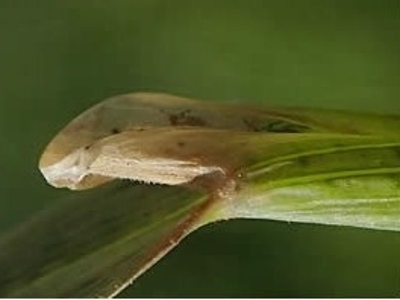 carolina foxtail ligule