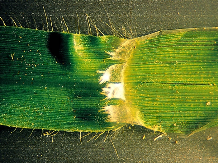 crowfootgrass ligule