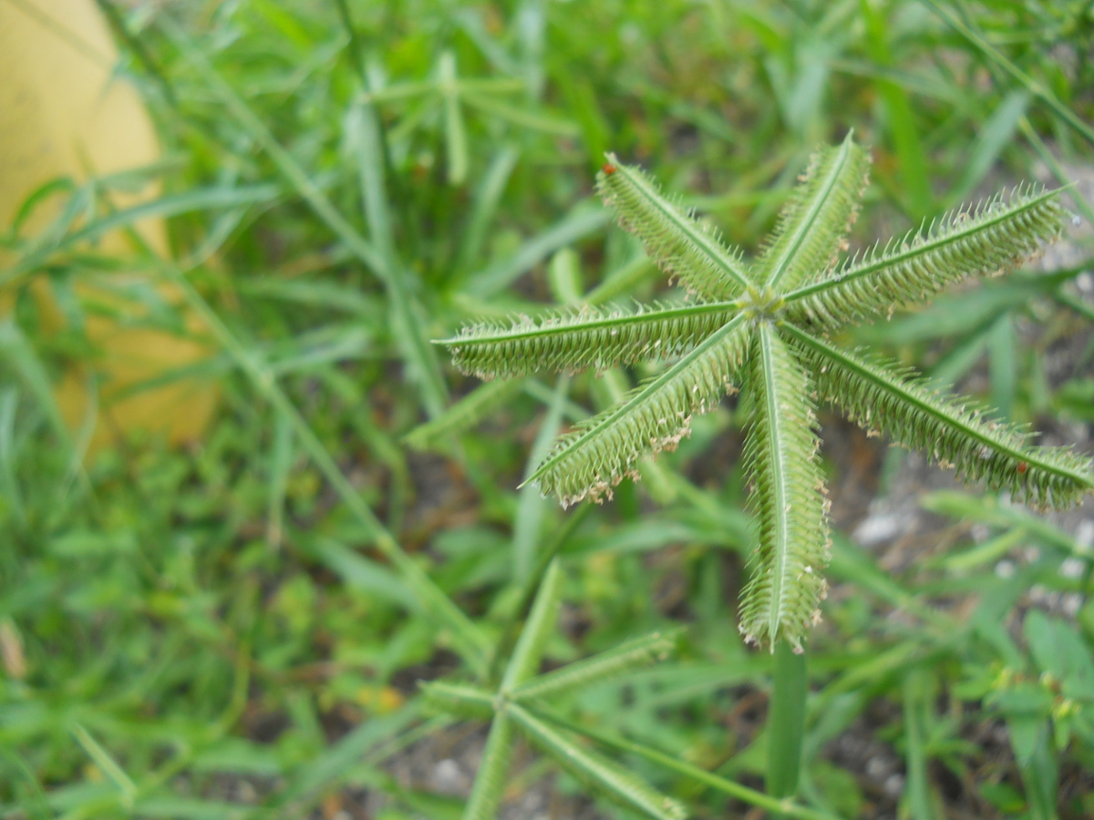 crowfootgrass flower