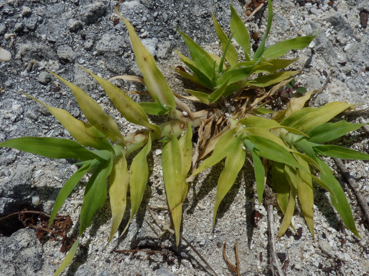 crowfootgrass leave