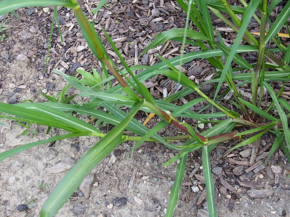 fall panicum leaves