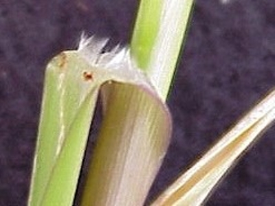 fall panicum ligule