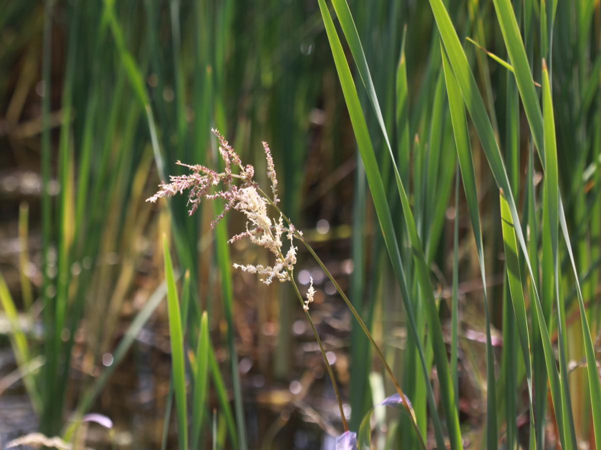 Fall panicum seedhead