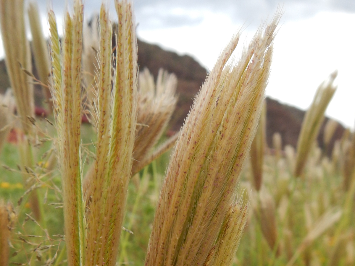 feather fingergrass flower