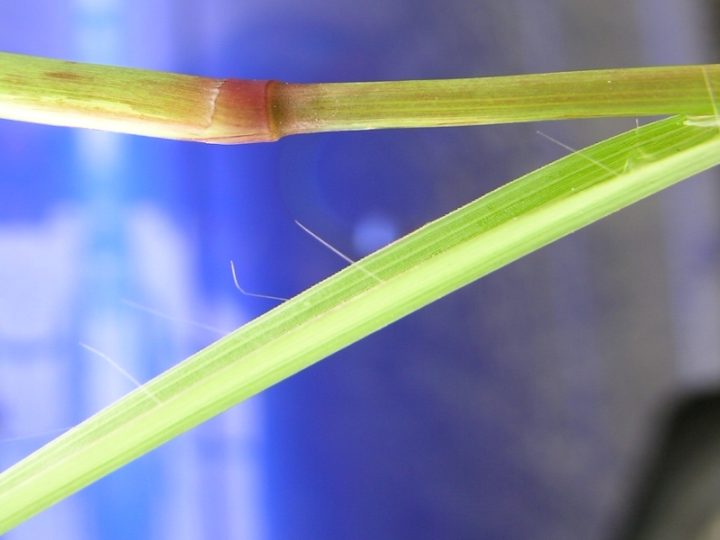 feather fingergrass leaf