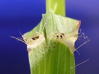 feather fingergrass ligule