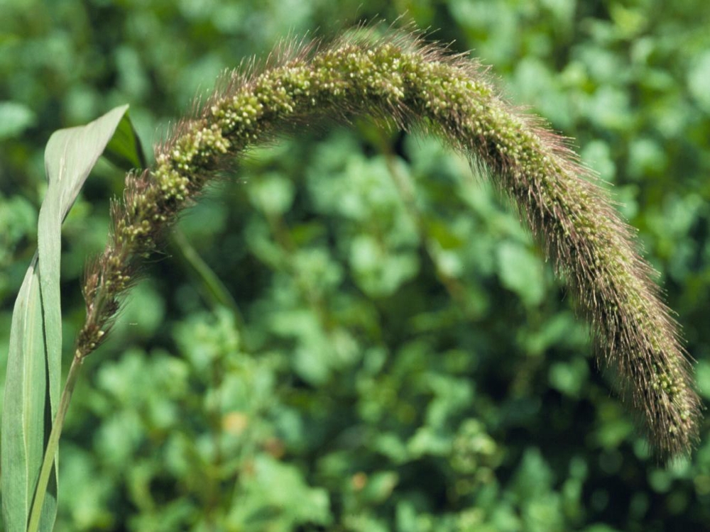 foxtail millet flower