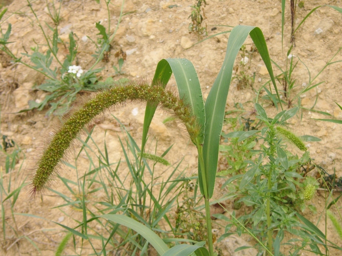 foxtail millet leaves