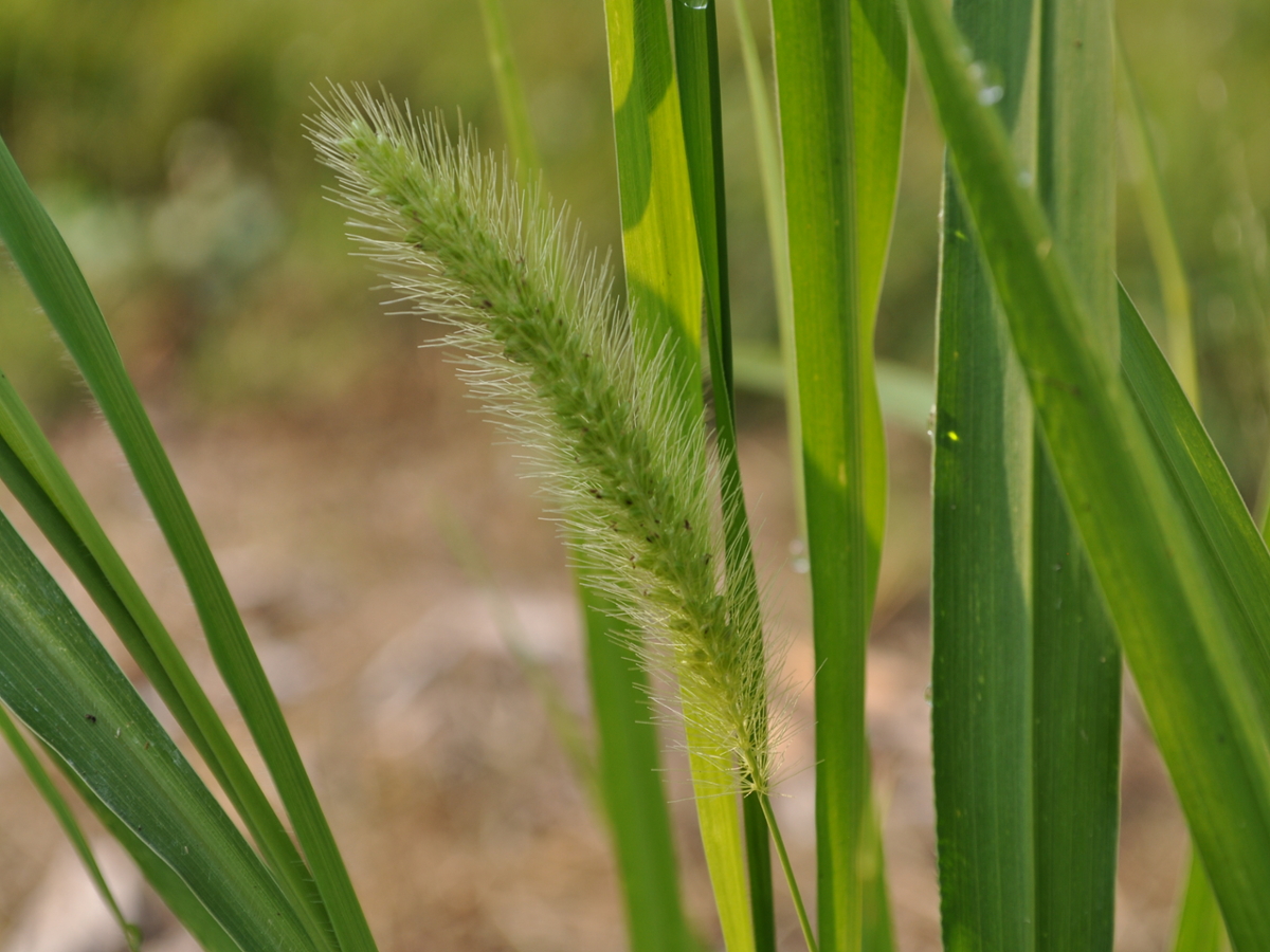 Giant foxtail flower