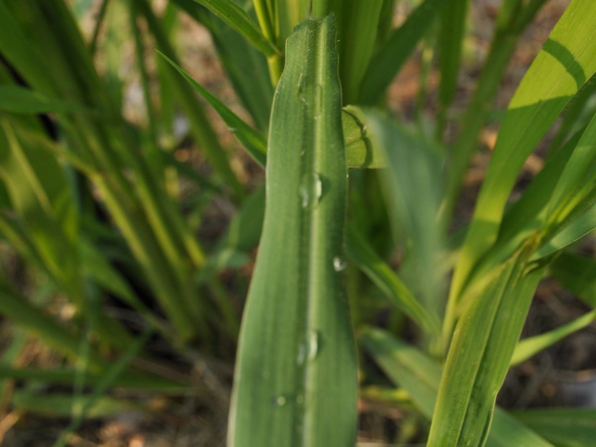 Giant foxtail leaf