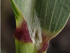 Giant foxtail ligule