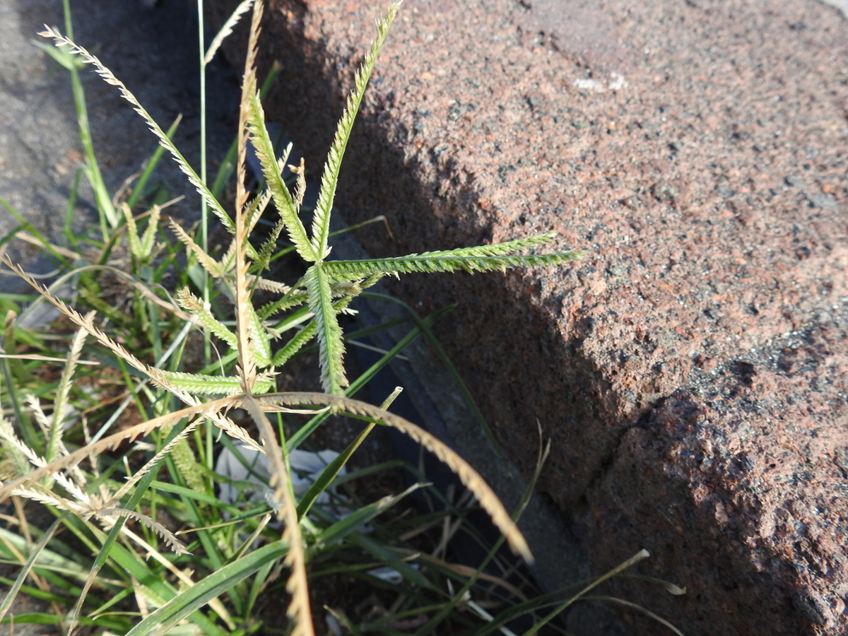 goosegrass flower