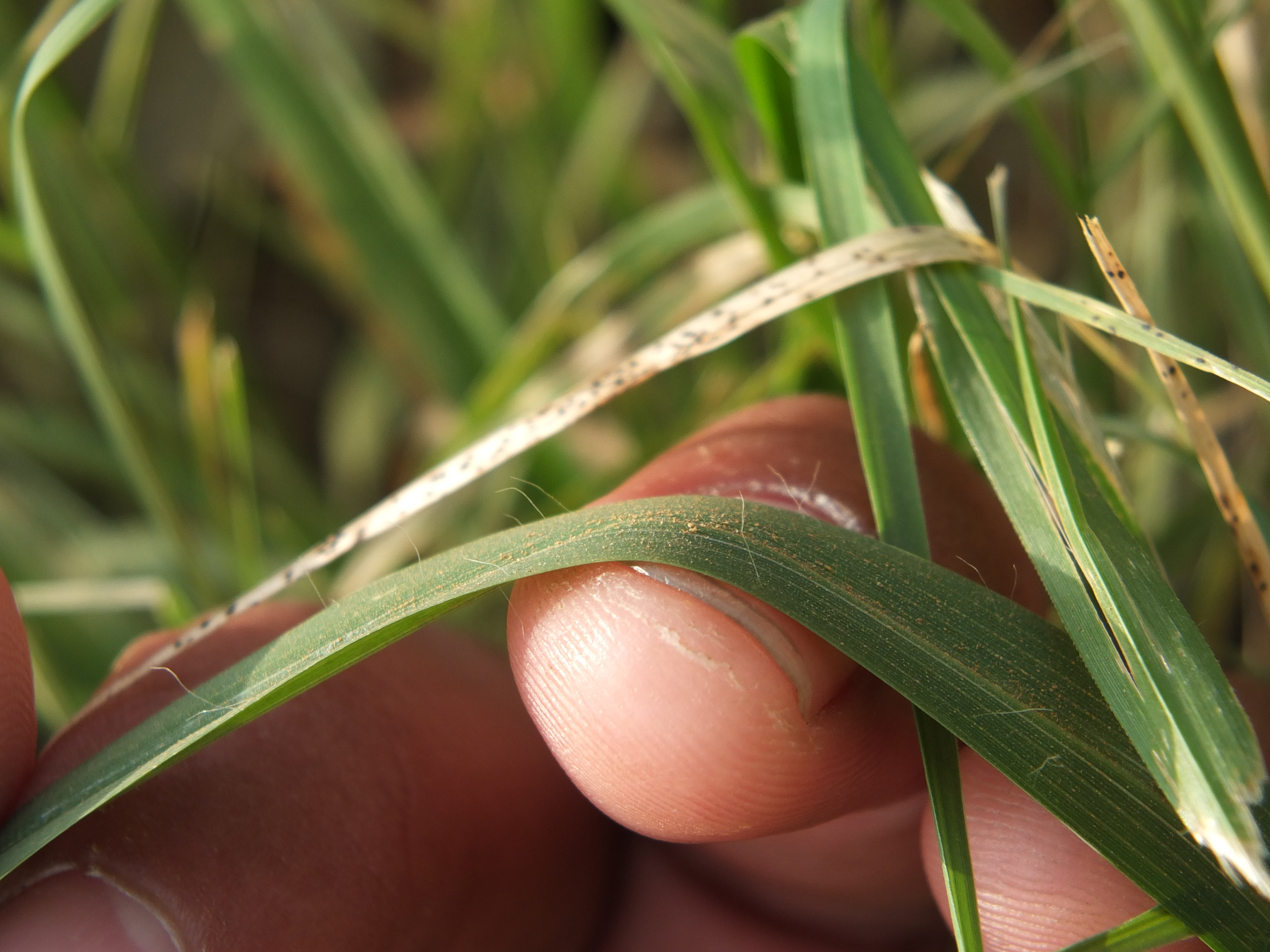 goosegrass leaves