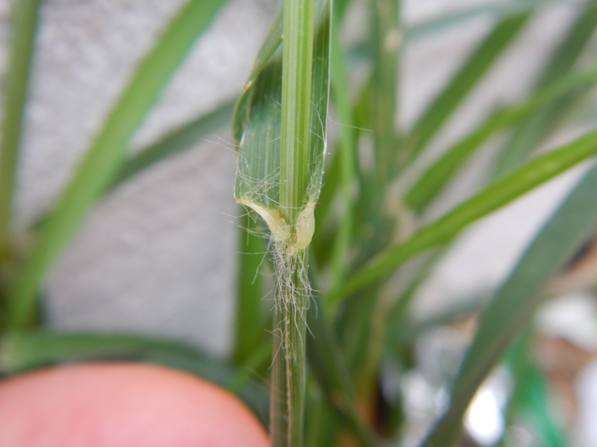 goosegrassh sheath