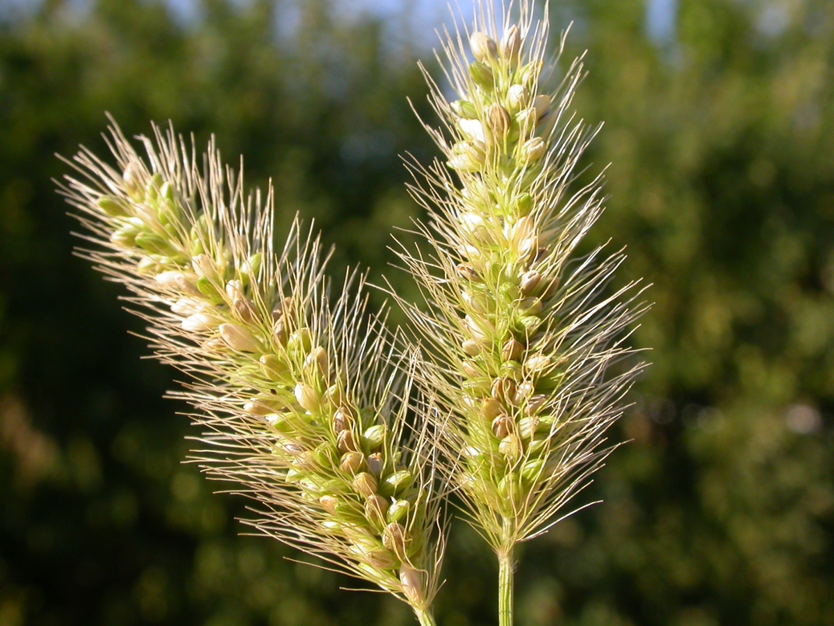 Green foxtail flower