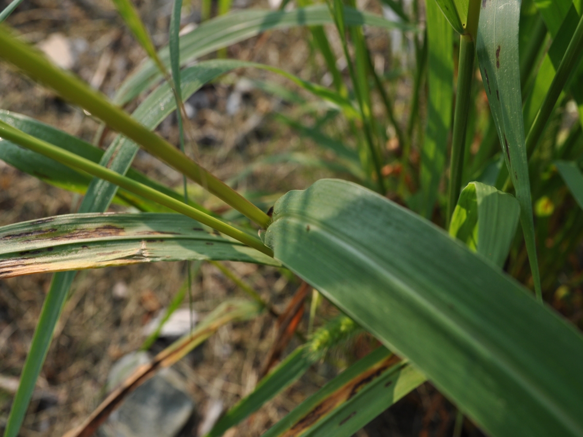 Green foxtail leaf