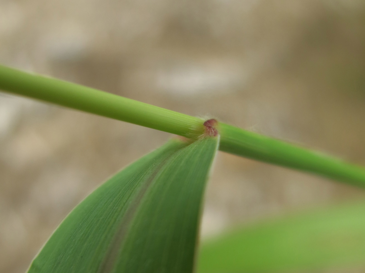 Green foxtail ligule