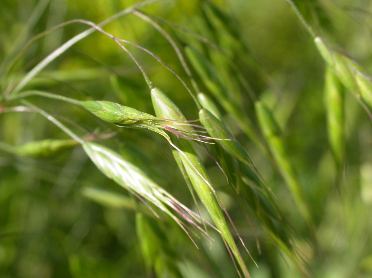 japanese brome flowers