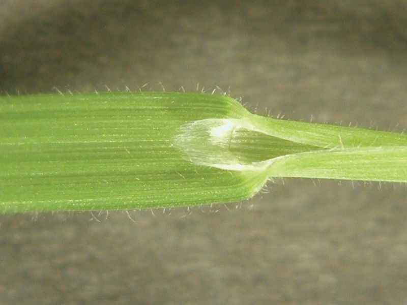 japanese brome ligule