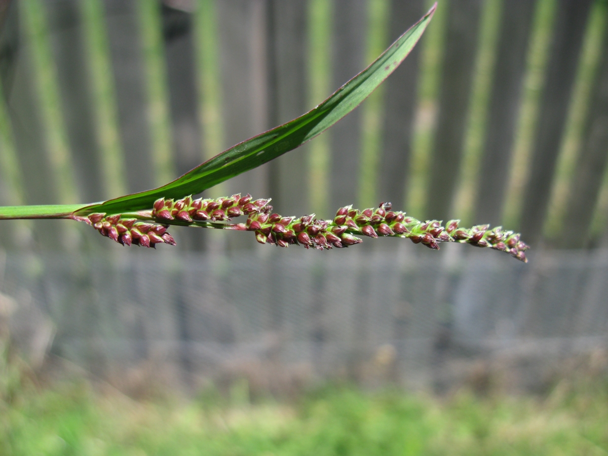 jungle rice flower