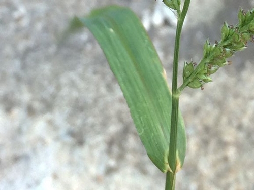 jungle rice leaf