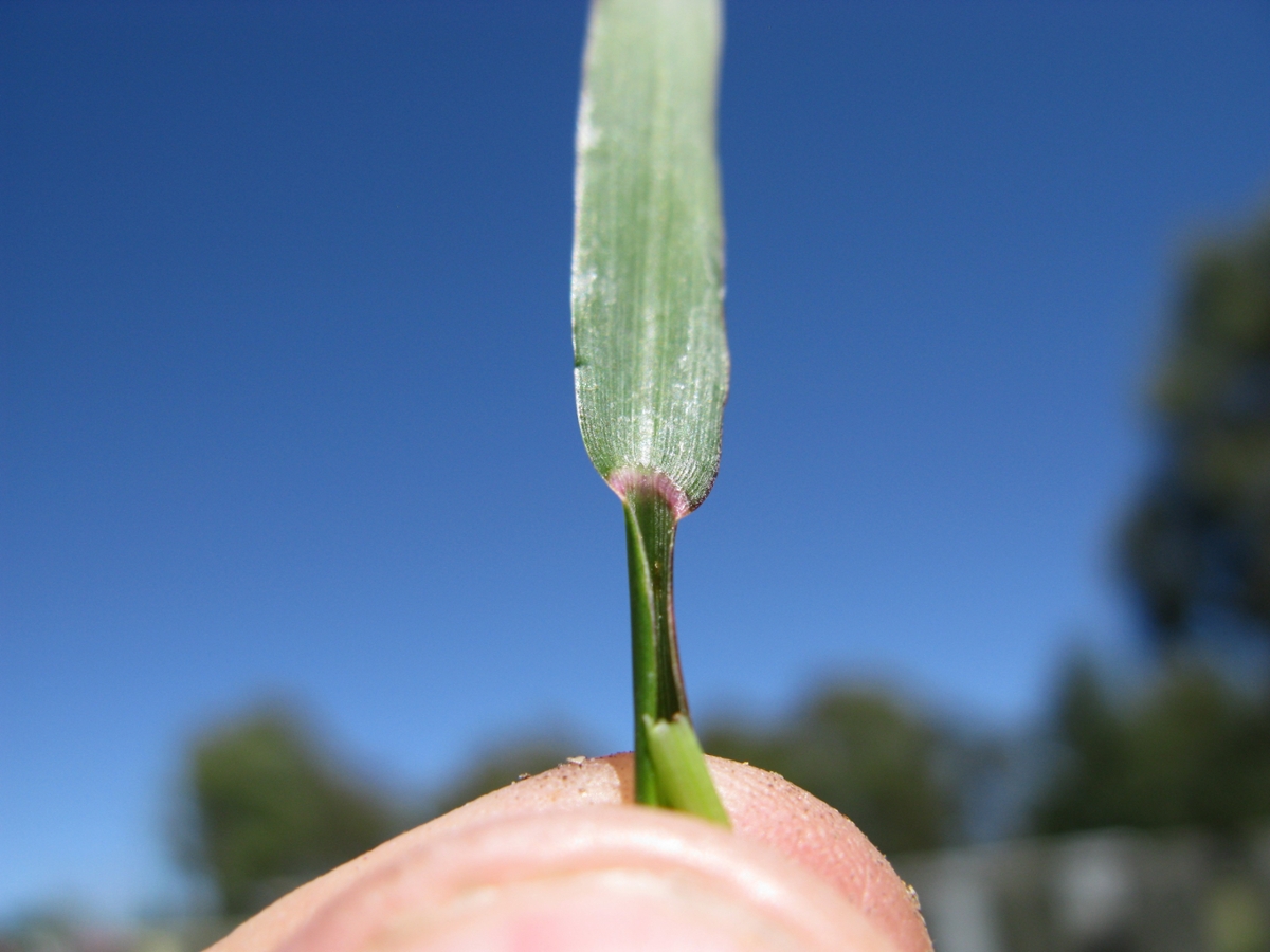 jungle rice ligule