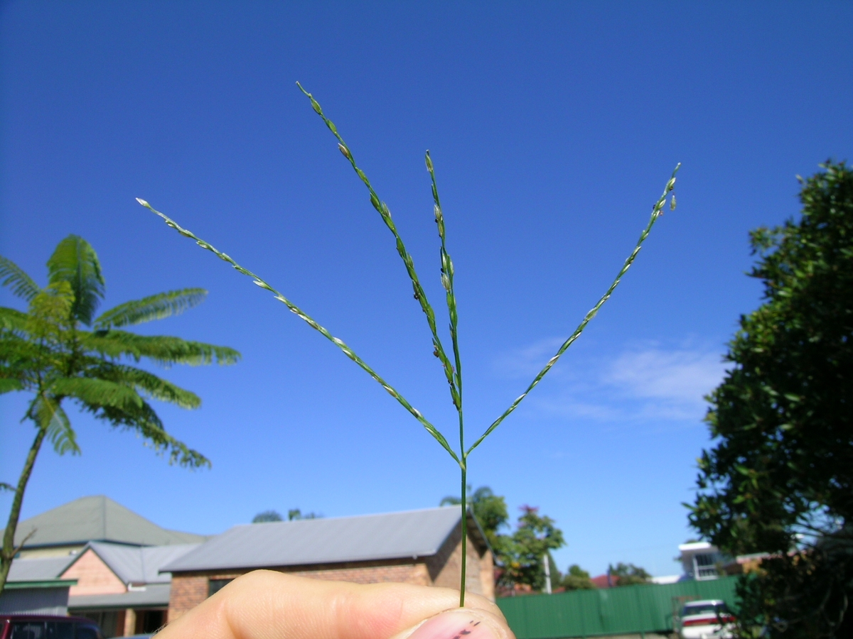 Large crabgrass flower