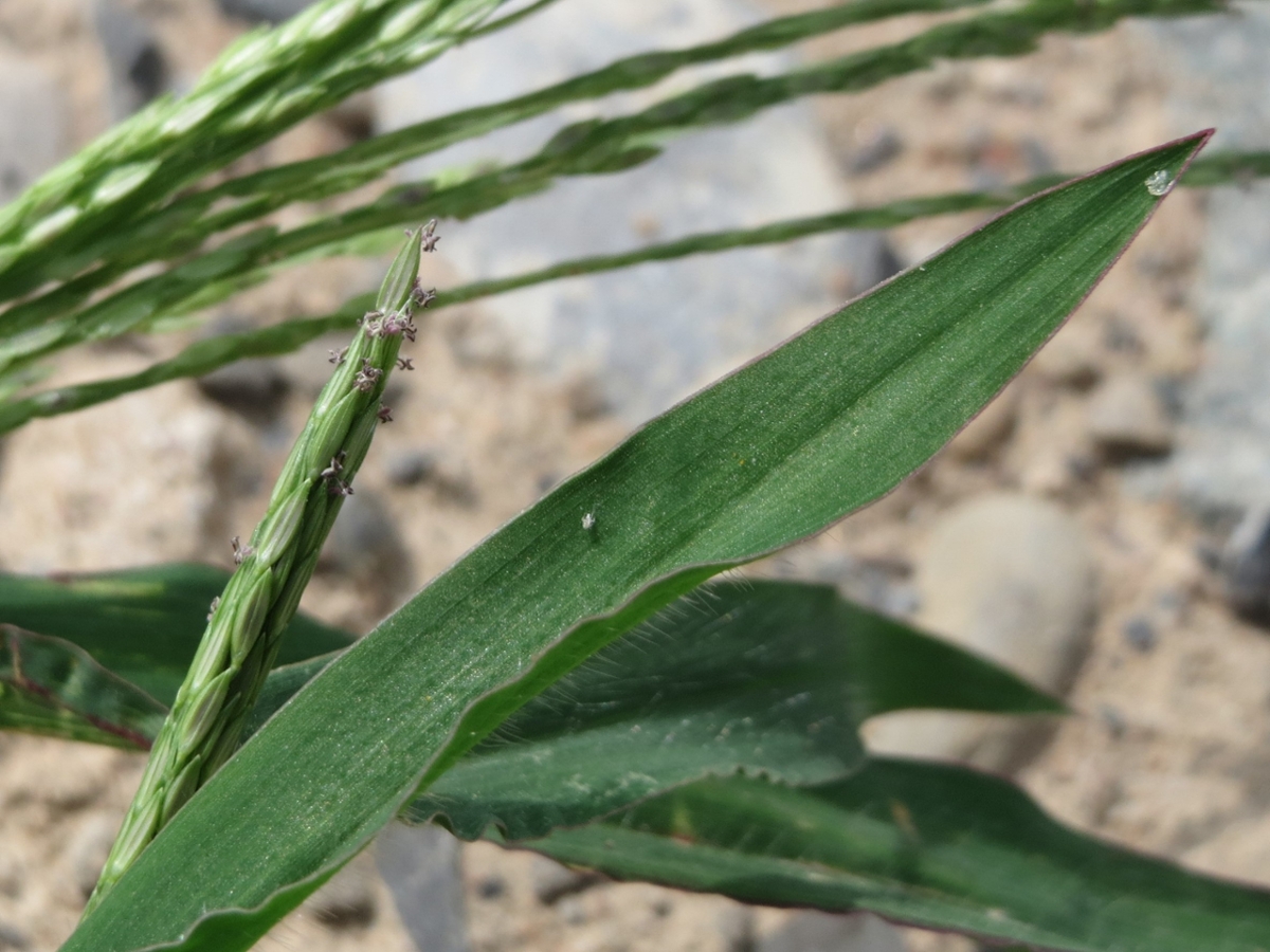 Large crabgrass leaf