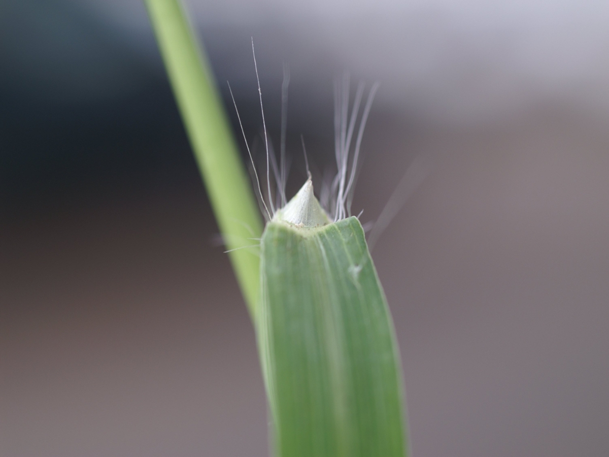 Large crabgrass ligule