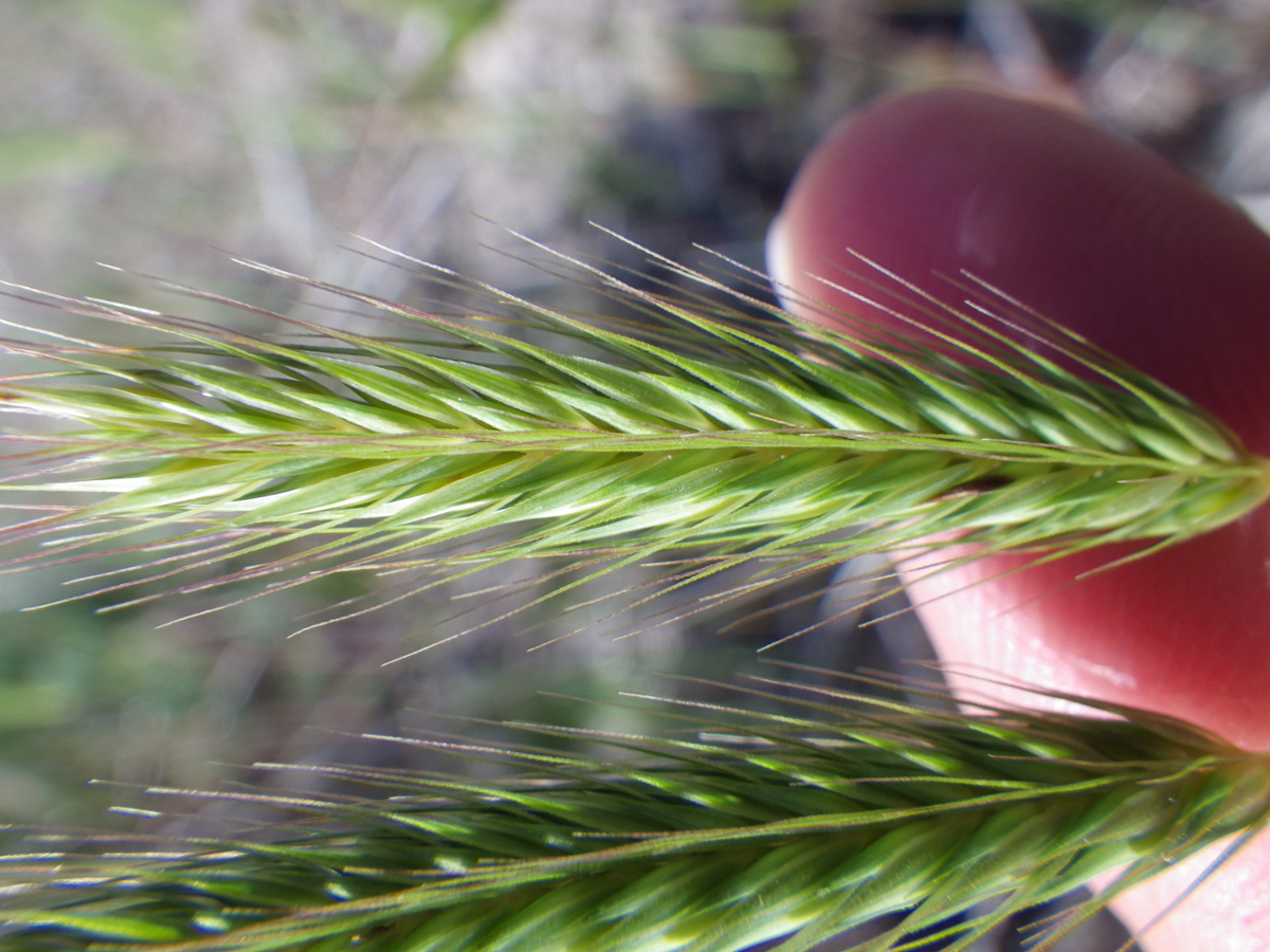 little barley flowers