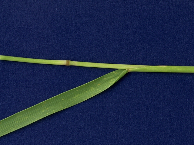 little barley leaf