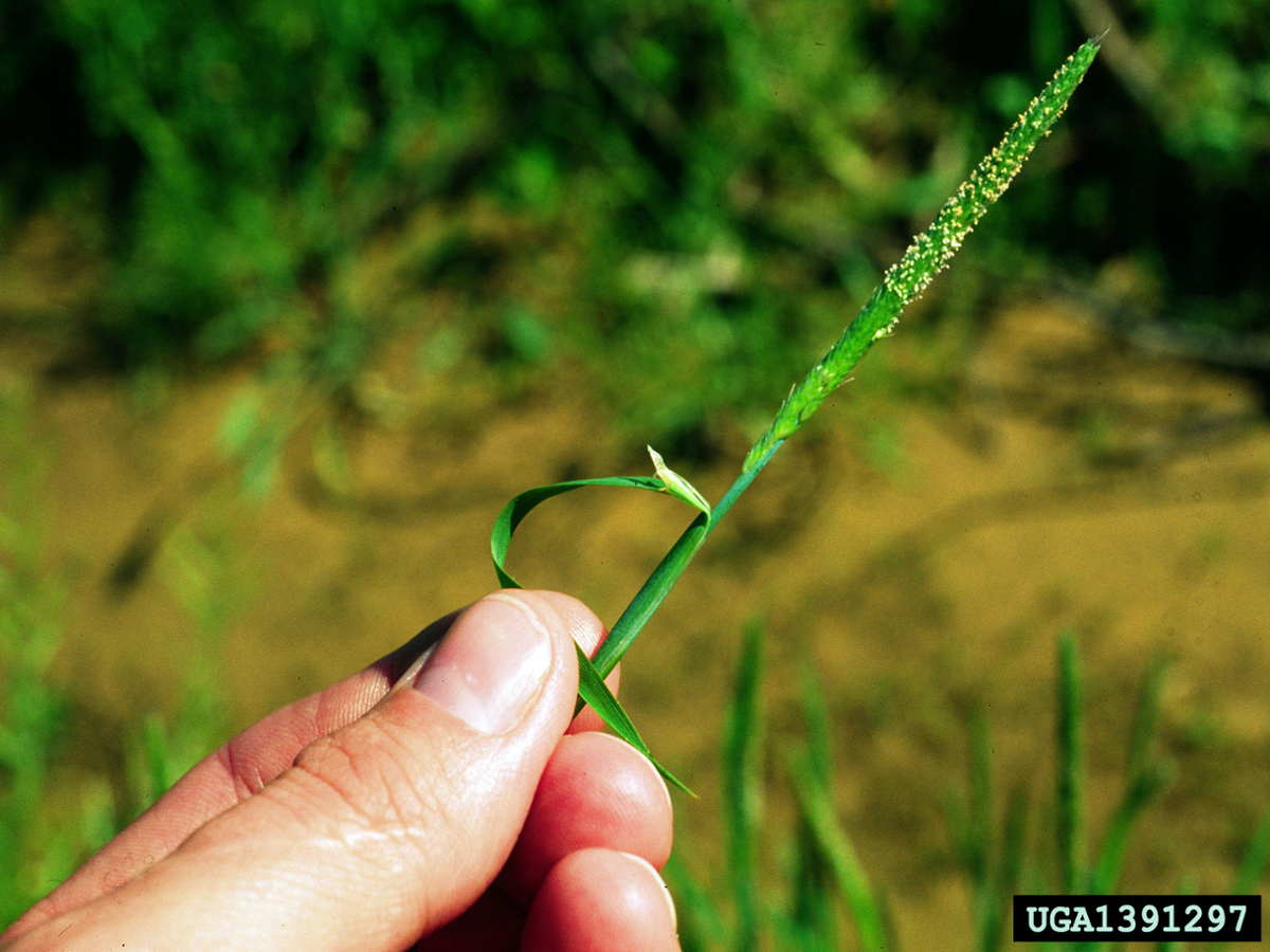 little barley ligule