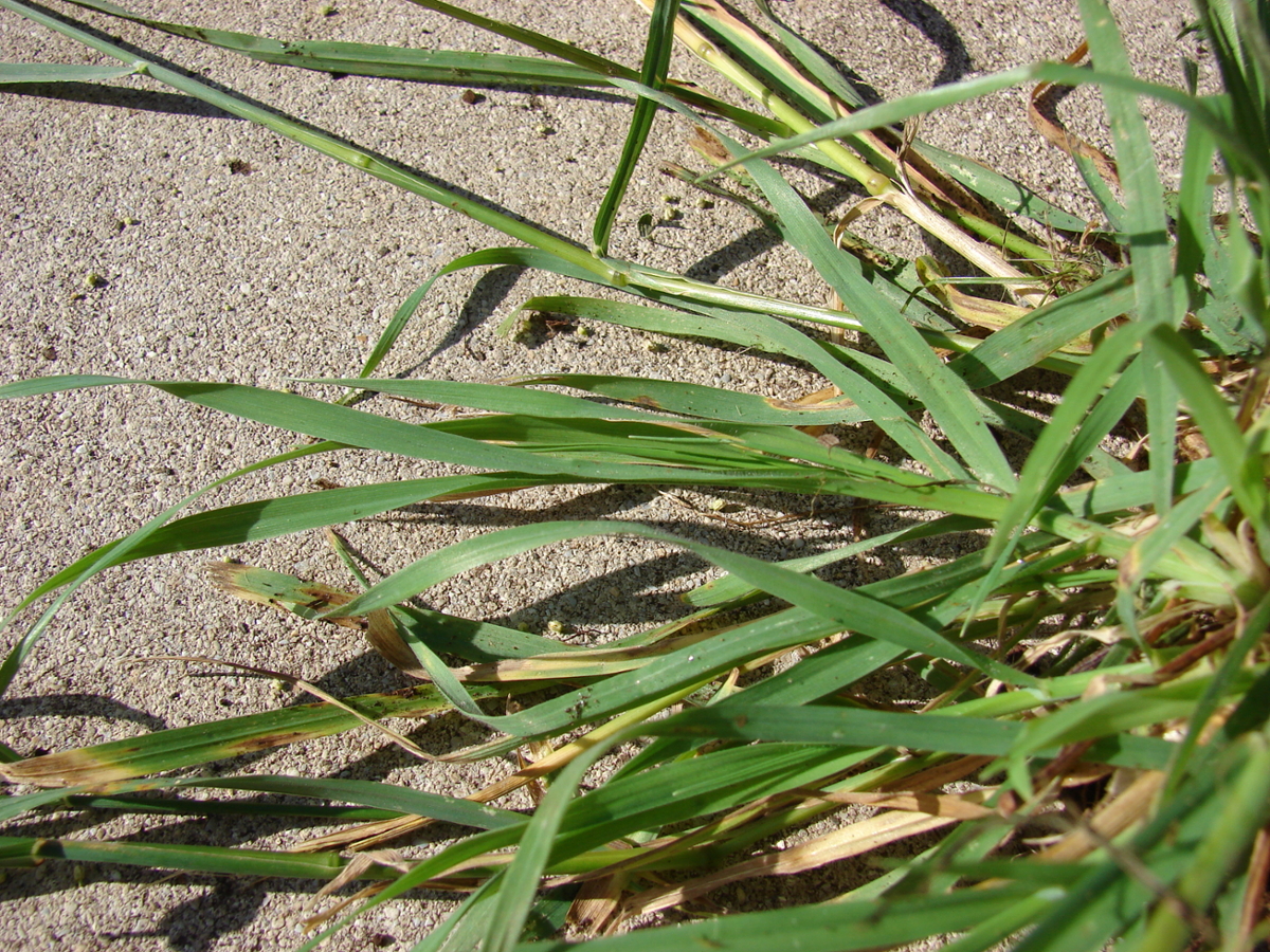 rescuegrass leaves